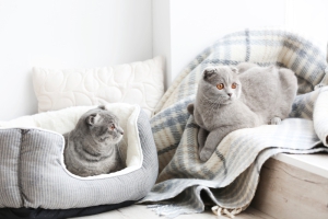8 lits pour chat qui s’harmonisent aux décors modernes